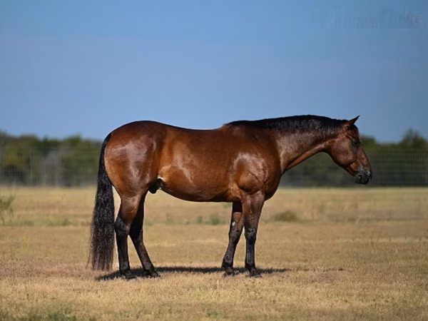 Caballo, Quarter Horse