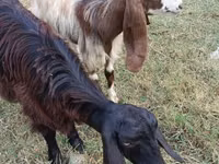 Chèvre, Damask goat — photo 3