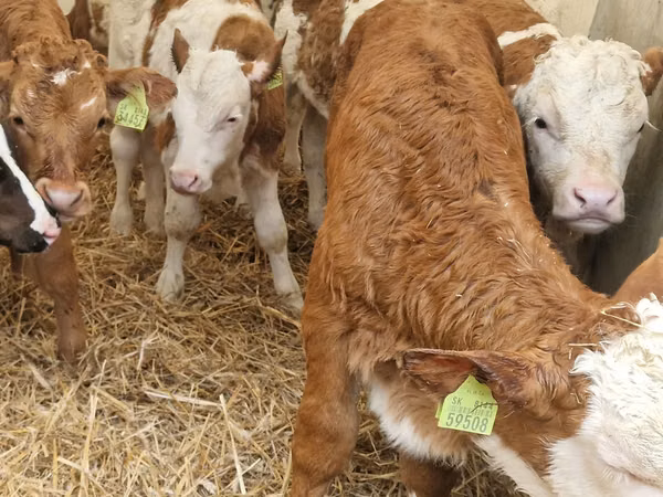 أبقار (دفعة، الجنس غير محدد), Simmental cattle