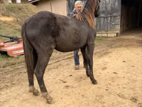 حصان, Black Sea breed — الصورة 6