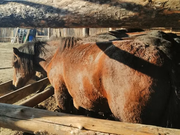 Hengst, Kustanai horse