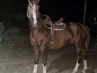 雄馬, Tatar horse — 写真 3