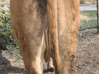 Sapi, Cattle — foto 2