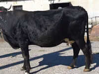Sapi, Cattle — foto 8