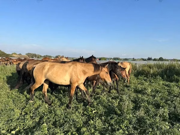 Kuda jantan, Bashkir horse