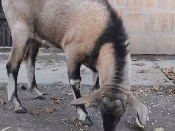 Cabro, Nubian Goat