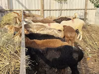 Sheep, Sheep — photo 3