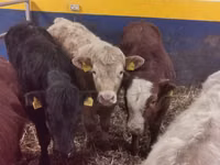 Bulle, Limousin-Kuh — Foto 3