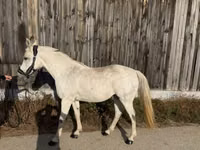 Stute, Shagya — Foto 5