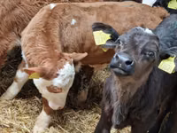 Sapi (batch, jenis kelamin tidak disebutkan), Hereford — foto 1
