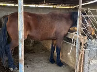 Kuda jantan, Tatar horse — foto 4