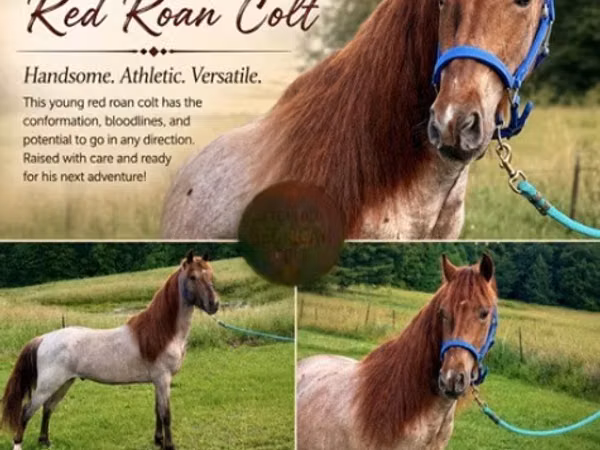 雄馬, Rocky Mountain Horse