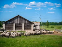Carnero, Romanov sheep — foto 3