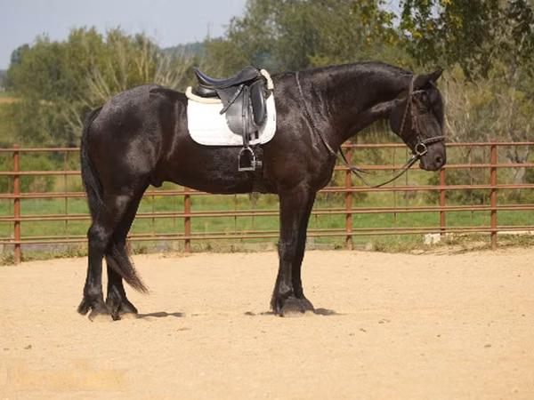 雄馬, Friesian