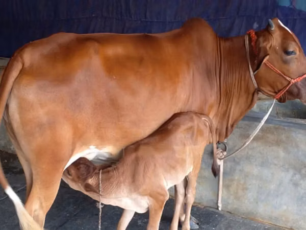 गाय, बिफालो