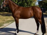 Jument, Hanoverian — photo 3
