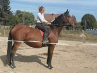 Yegua, Hungarian horse breed — foto 1