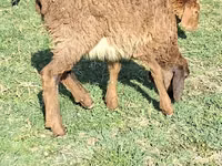 Domba jantan, Sheep — foto 2