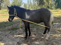 Jument, Australian Pony — photo 2