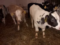 ثور, Simmental cattle — الصورة 2
