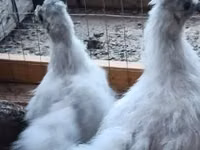 gallina danesa — foto 2
