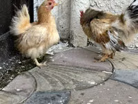 Chickens — Foto 4