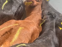 मवेशी (लॉट, लिंग निर्दिष्ट नहीं), Simmental cattle — फ़ोटो 3