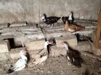 Ducks — 写真 2