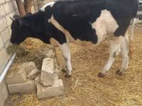 Toro, Russian Black pied cattle — foto 3