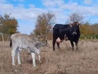 母牛, Brown Carpathian breed — 照片 3