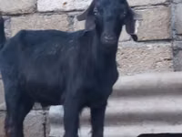 Boucs, Anatolian Black goats — photo 1