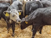 Cattle (batch, sex not specified), Simmental cattle — photo 4
