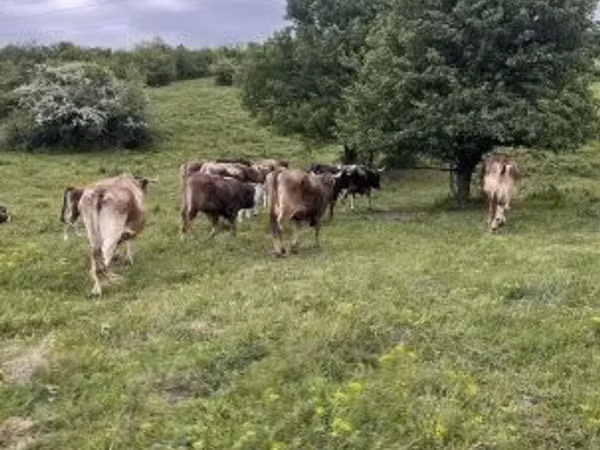 Kuh, Braune Karpatenrasse