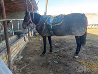 Caballo, Karabakh horse — foto 1