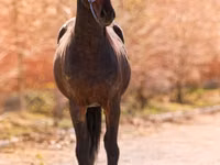Cheval, Thoroughbred horse — photo 2