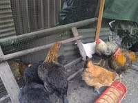 Chickens — 写真 2