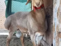 Carnero, Rhon sheep — foto 7