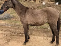 雌馬, Rocky Mountain Horse — 写真 6
