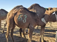Chameau, Arvana camel — photo 2