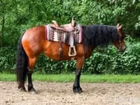Jument, Friesian — photo 1