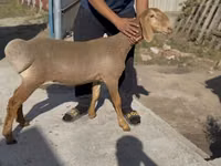 雌羊, Karakul sheep — 写真 1