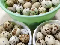 Turkeys — Foto 1