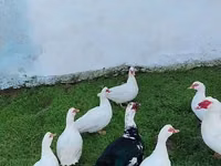 Ducks — photo 6
