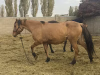 Yegua, Kyrgyz Horse — foto 4