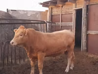 公牛, Auliyeatinskaya breed — 照片 1