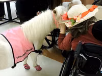 Stute, Miniature horse — Foto 6