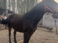 Yegua, Percheron — foto 3