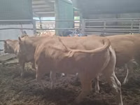 بقرة, Blonde d’Aquitane cattle — الصورة 3