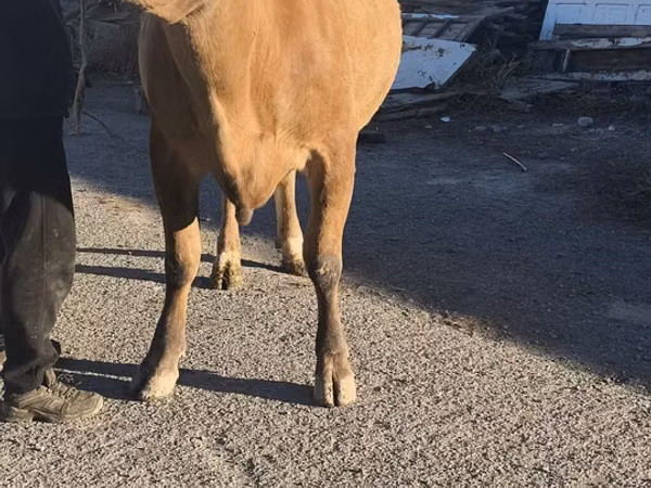 Vaca, Simmental cattle