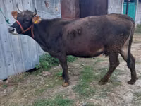 Vache, Russian Black pied cattle — photo 3